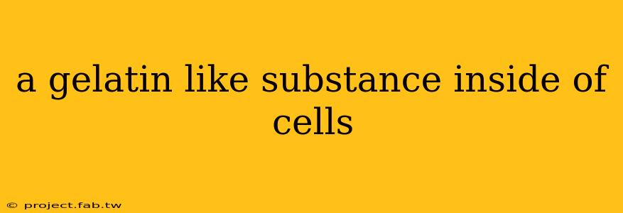 a gelatin like substance inside of cells