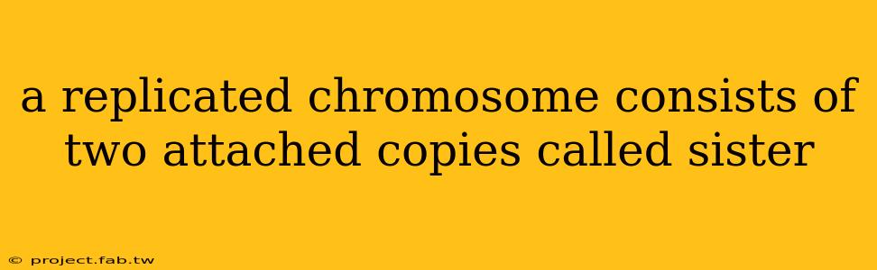 a replicated chromosome consists of two attached copies called sister