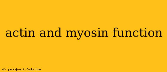 actin and myosin function