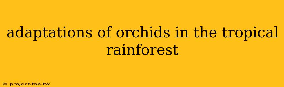 adaptations of orchids in the tropical rainforest