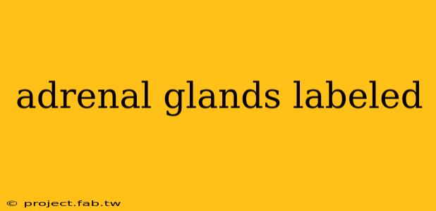 adrenal glands labeled