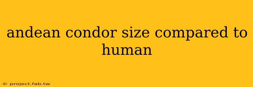 andean condor size compared to human