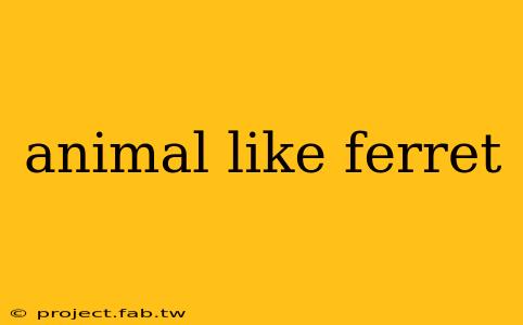 animal like ferret