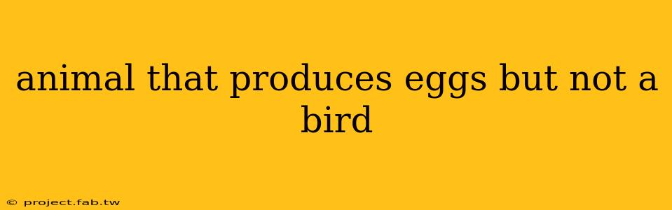 animal that produces eggs but not a bird