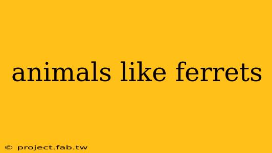 animals like ferrets