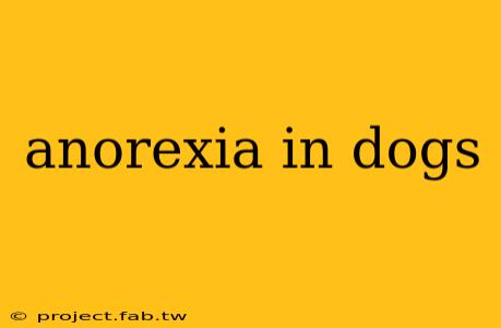 anorexia in dogs