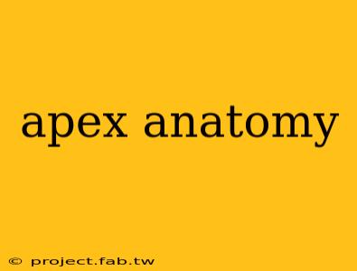 apex anatomy