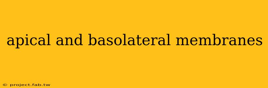 apical and basolateral membranes