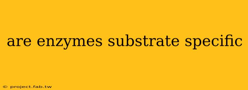 are enzymes substrate specific