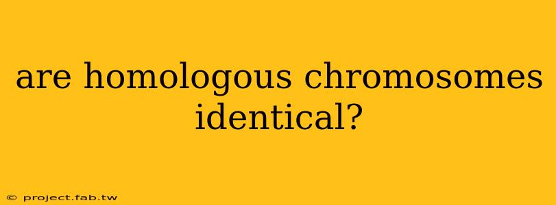 are homologous chromosomes identical?