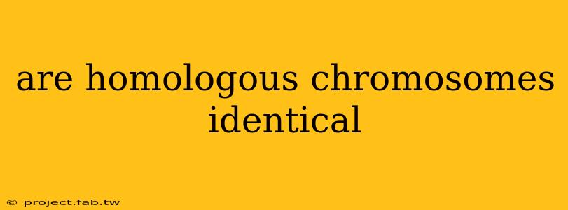 are homologous chromosomes identical