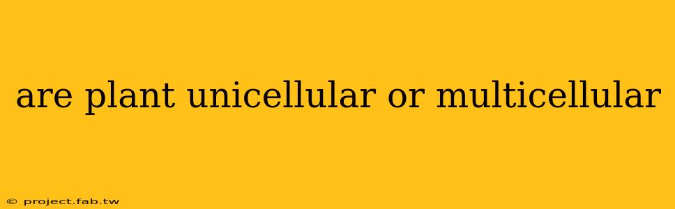 are plant unicellular or multicellular