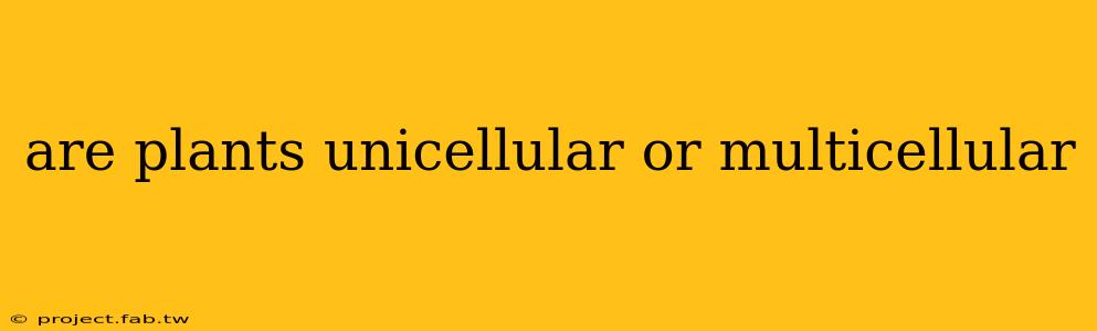 are plants unicellular or multicellular