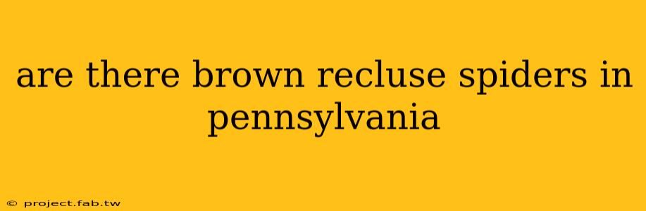 are there brown recluse spiders in pennsylvania