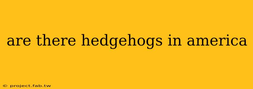 are there hedgehogs in america