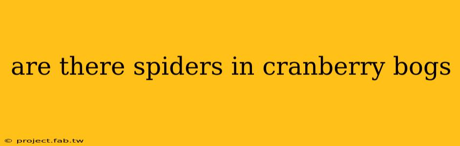 are there spiders in cranberry bogs