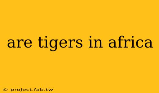 are tigers in africa