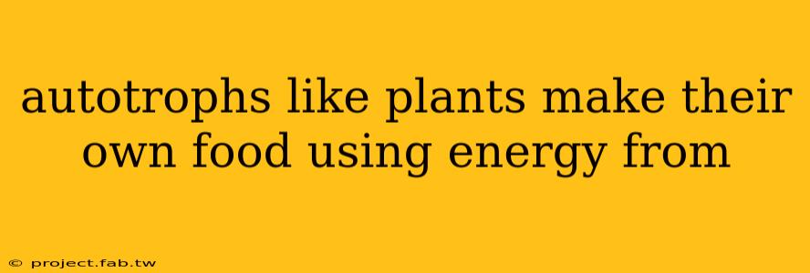 autotrophs like plants make their own food using energy from