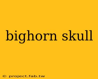 bighorn skull