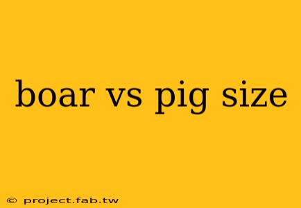 boar vs pig size