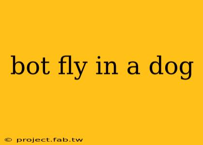 bot fly in a dog