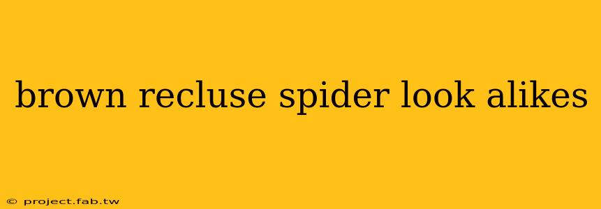 brown recluse spider look alikes