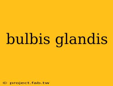 bulbis glandis