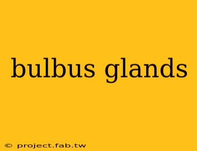 bulbus glands