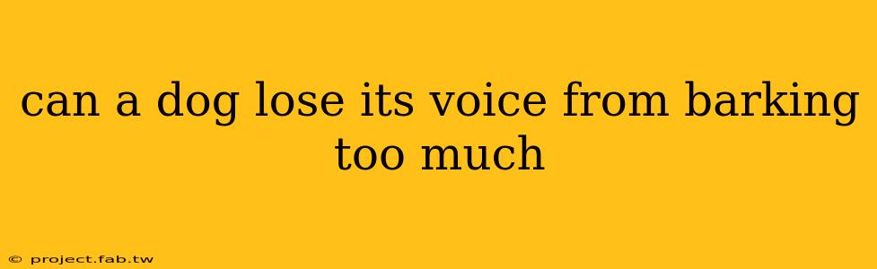 can a dog lose its voice from barking too much