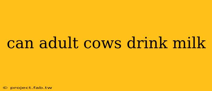 can adult cows drink milk