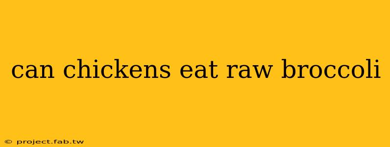 can chickens eat raw broccoli