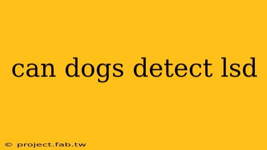 can dogs detect lsd