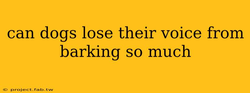 can dogs lose their voice from barking so much