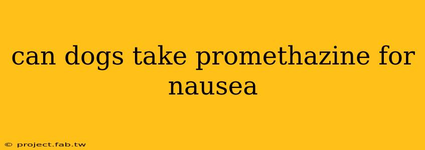 can dogs take promethazine for nausea