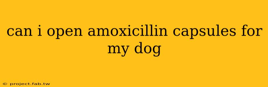 can i open amoxicillin capsules for my dog