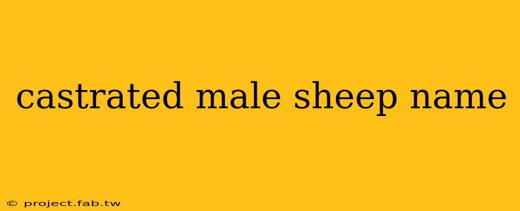 castrated male sheep name