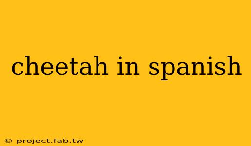 cheetah in spanish