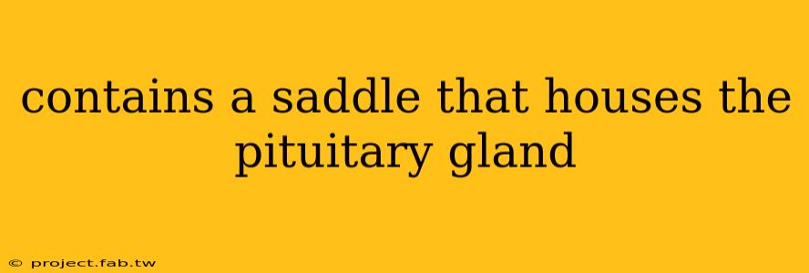 contains a saddle that houses the pituitary gland