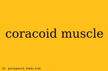 coracoid muscle