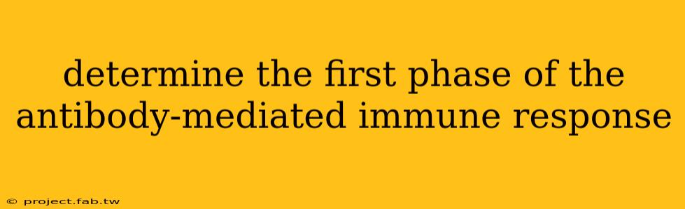 determine the first phase of the antibody-mediated immune response