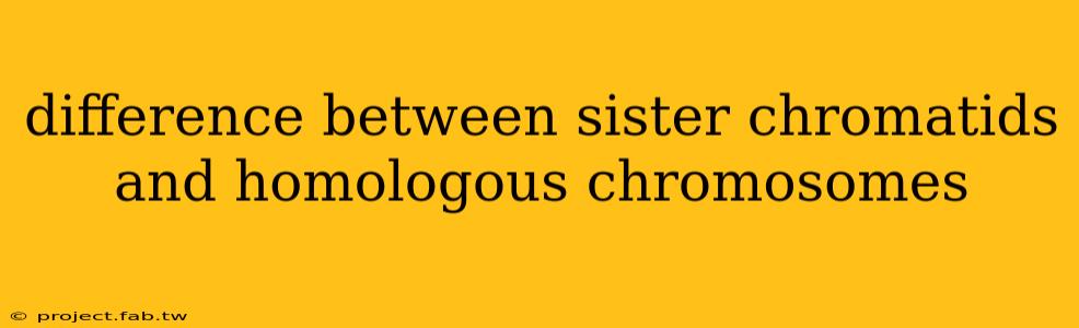 difference between sister chromatids and homologous chromosomes