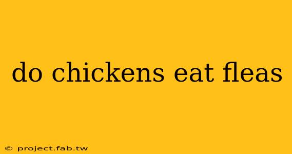 do chickens eat fleas