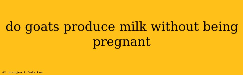 do goats produce milk without being pregnant