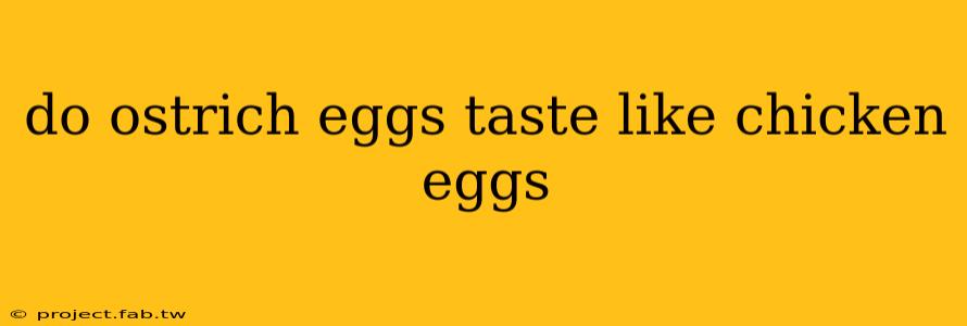 do ostrich eggs taste like chicken eggs