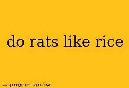 do rats like rice