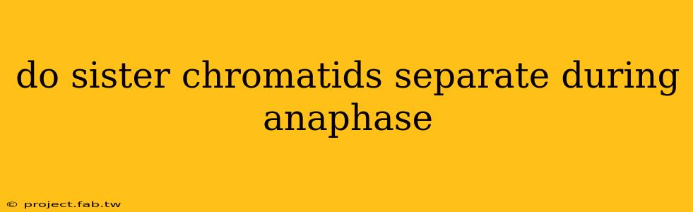 do sister chromatids separate during anaphase