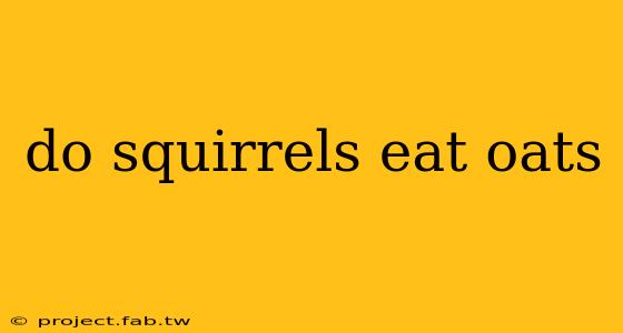 do squirrels eat oats