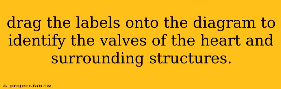 drag the labels onto the diagram to identify the valves of the heart and surrounding structures.