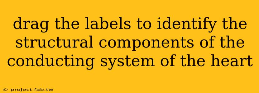 drag the labels to identify the structural components of the conducting system of the heart