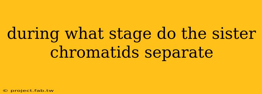 during what stage do the sister chromatids separate